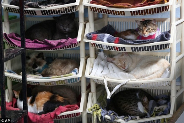 immagine Il diritto alla vita per i gatti malati di Felv