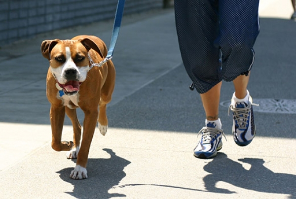 immagine I piccoli spostamenti con gli animali domestici: come comportarsi?