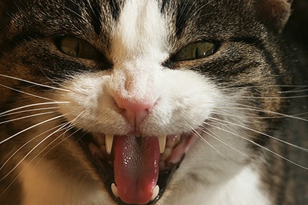 gatto soffia