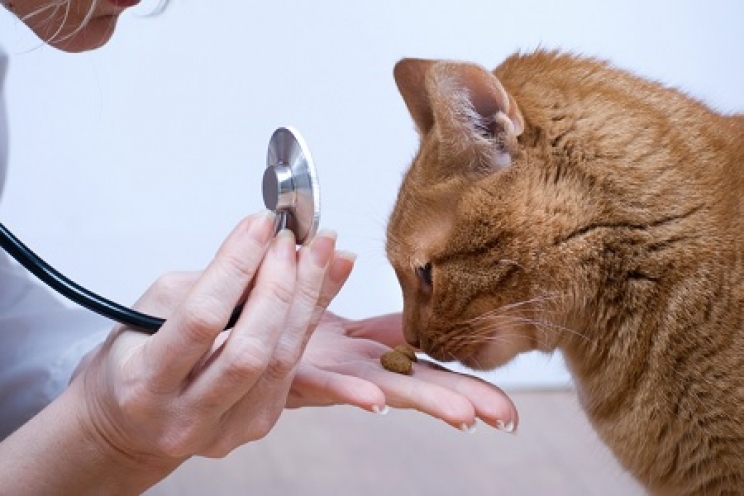 immagine L’alimentazione per i problemi delle vie urinarie del gatto