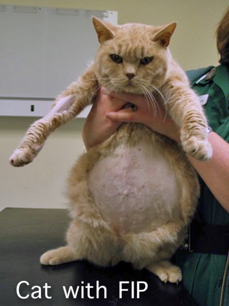immagine La peritonite infettiva del gatto o FIP: come si previene